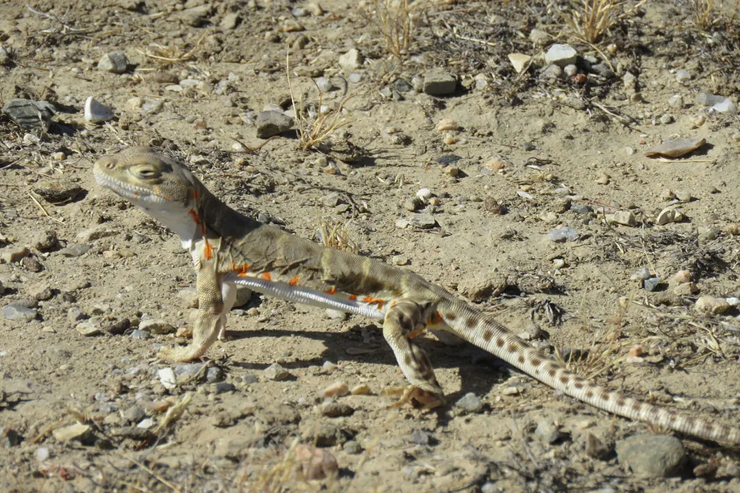 How fast can a leopard lizard run?, Habitat and Evasion