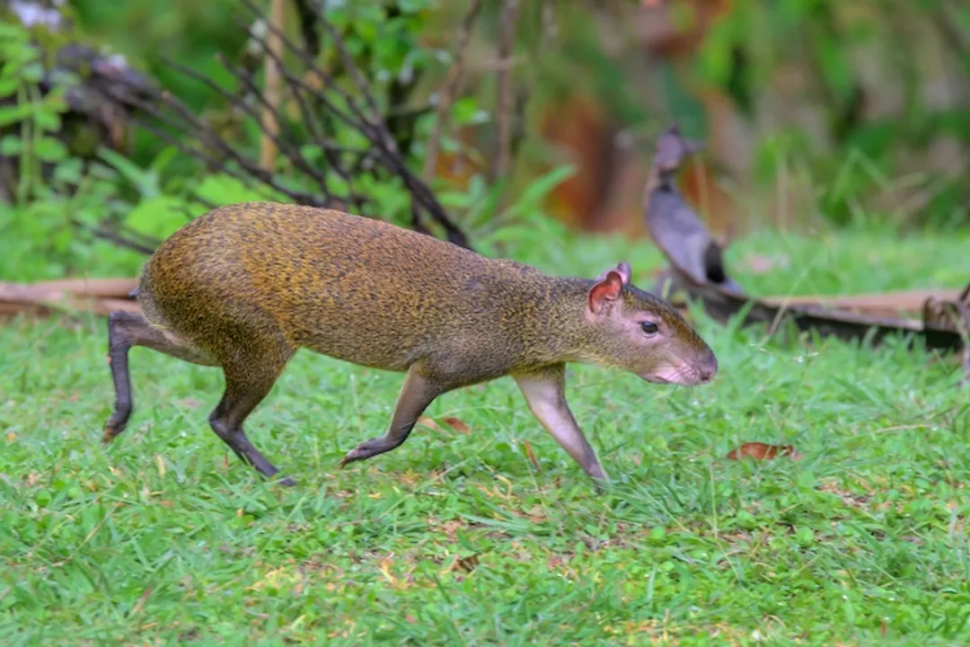 How fast can agoutis run?, Quick Escape