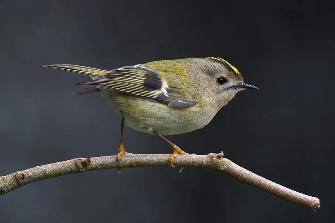 How fast can Goldcrest birds fly?, Migratory Paces