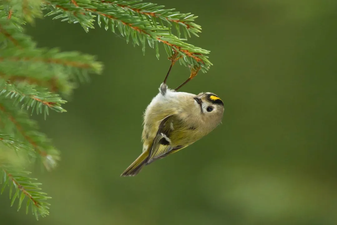 How fast can Goldcrest birds fly?, Local Velocity