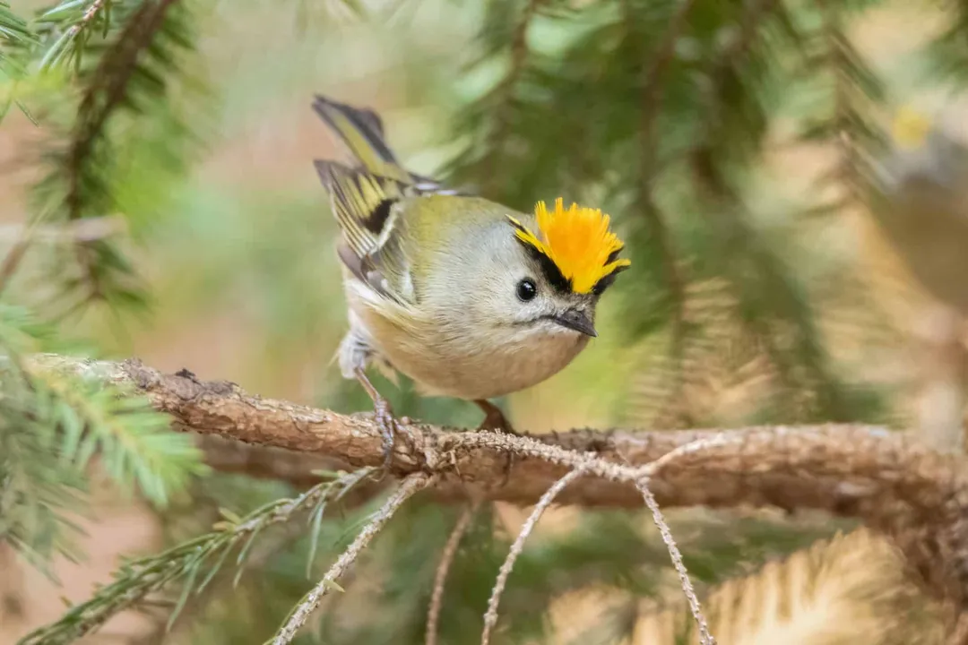 How fast can Goldcrest birds fly?