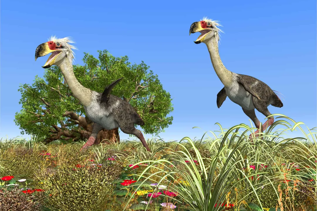 How fast could terror birds run?, Anatomy Clues