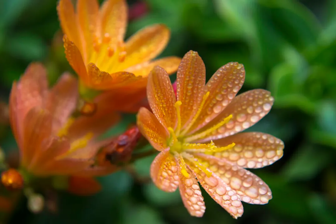 How fast does water drain through soil?