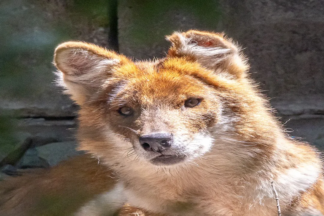 How fast is a dhole?, Maximum Velocity