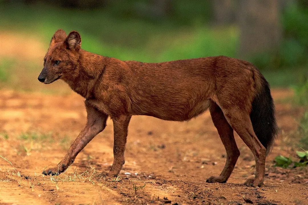 How fast is a dhole?