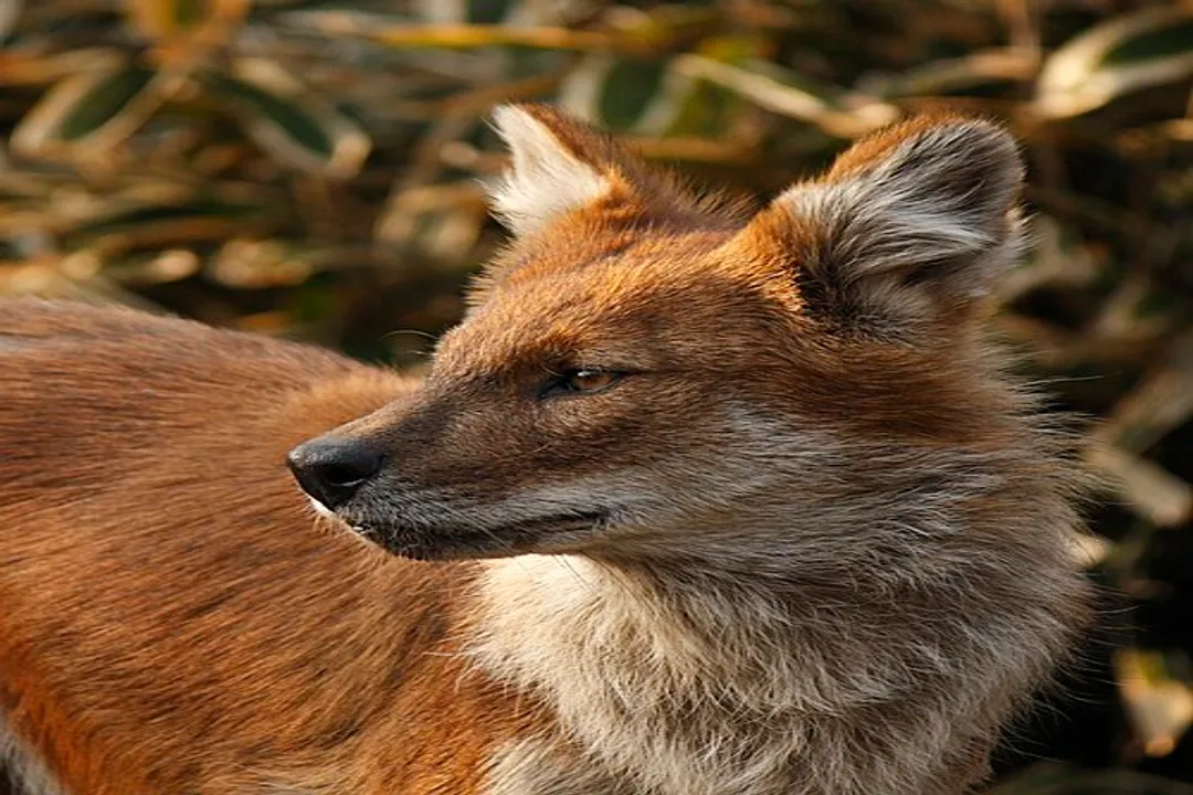 How fast is a dhole?, Body Design