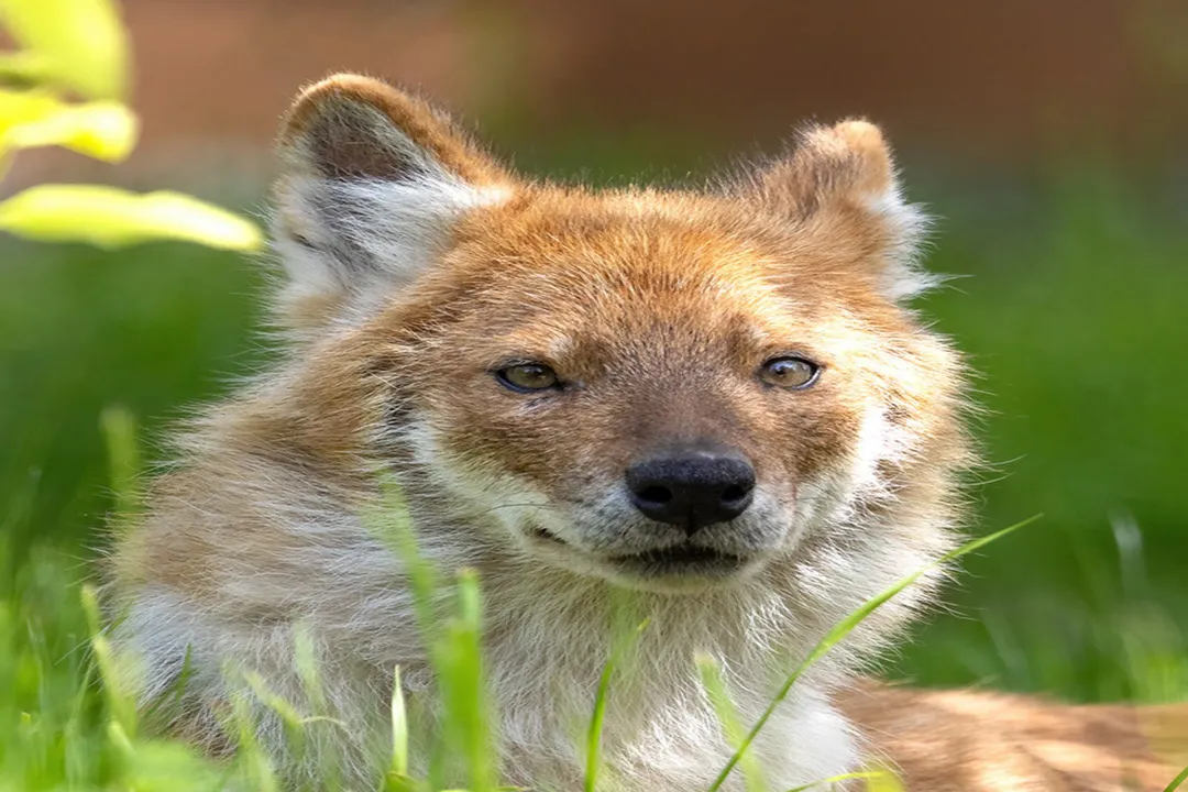 How fast is a dhole?, Endurance Pace