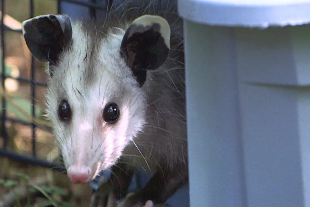 How intelligent are opossums?, Learning Capacity