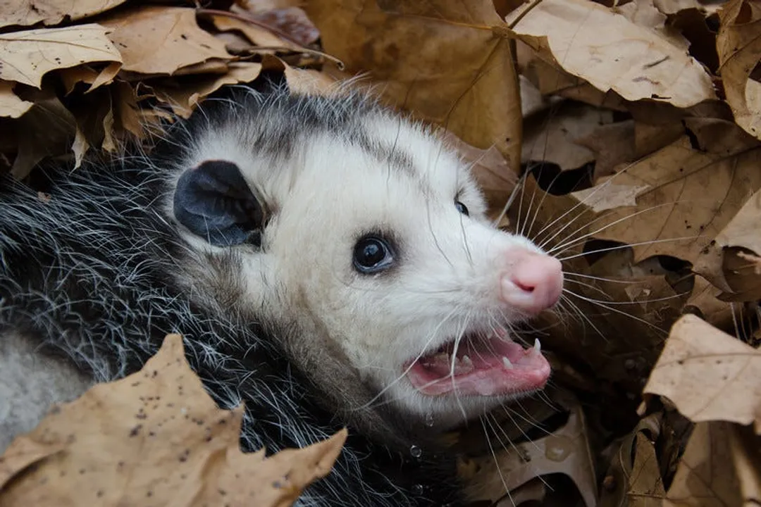 How intelligent are opossums?, Brain Size