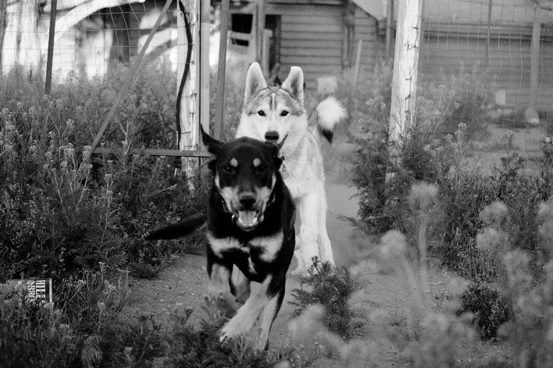 How intelligent is a Rotterman?, Cognitive Management