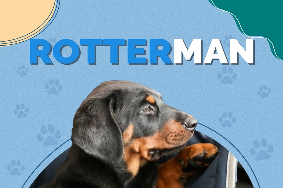 How intelligent is a Rotterman?, Social Development