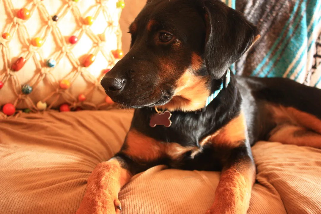 How intelligent is a Rotterman?