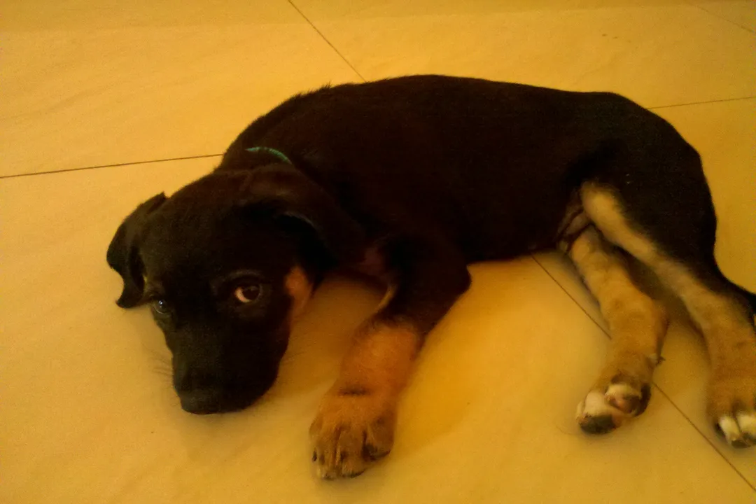 How intelligent is a Rotterman?, Breed Comparison Context