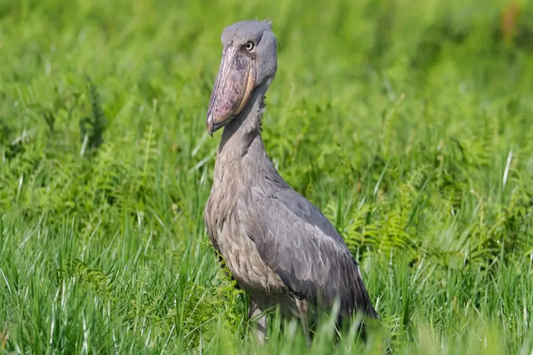 How intelligent is a shoebill?, Misplaced Labels