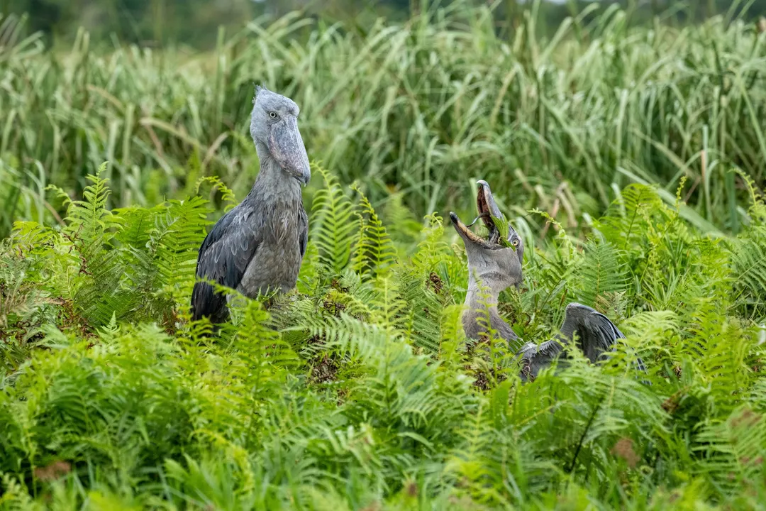 How intelligent is a shoebill?, Hunting Mastery