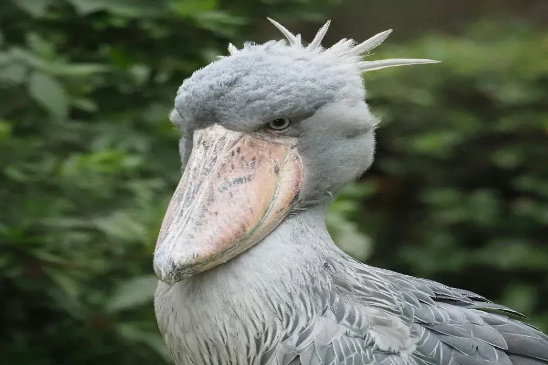 How intelligent is a shoebill?