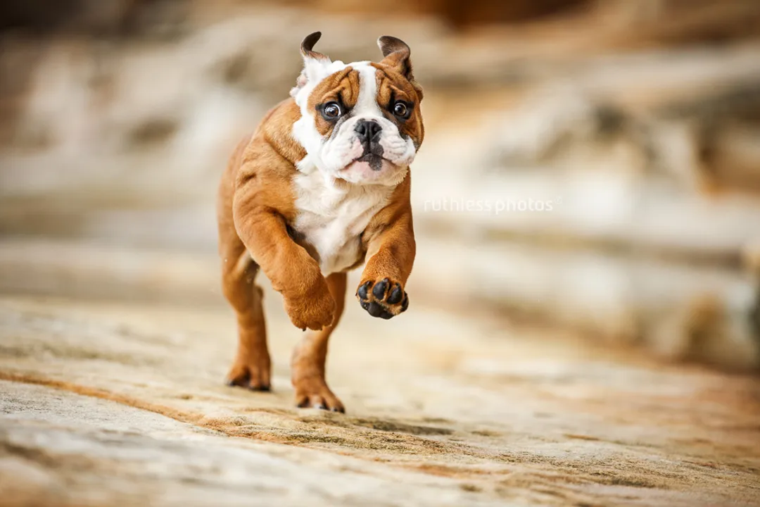 How intelligent is the Koolie breed?