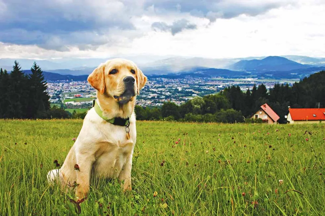 How intelligent is the Koolie breed?, Working Heritage