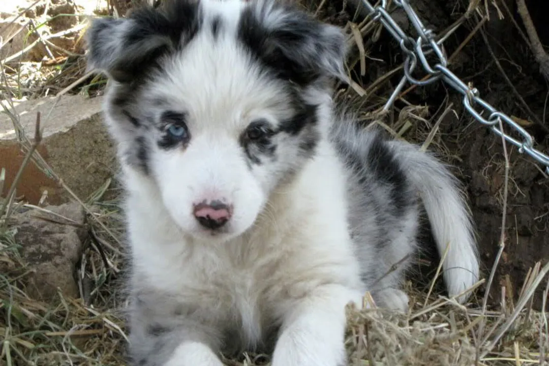 How intelligent is the Koolie breed?, Mental Demands