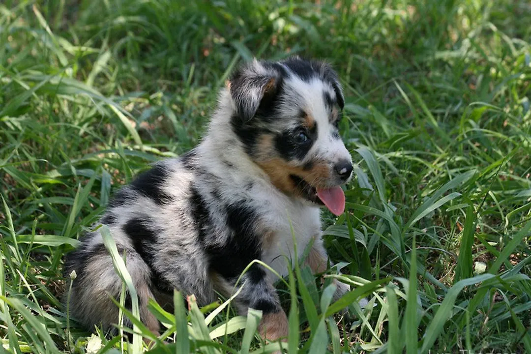 How intelligent is the Koolie breed?, Cognitive Profile