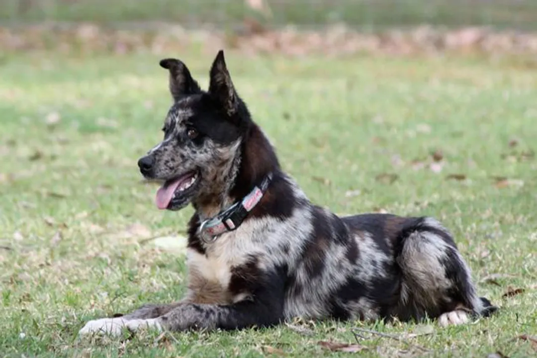 How intelligent is the Koolie breed?, Trainability Factors