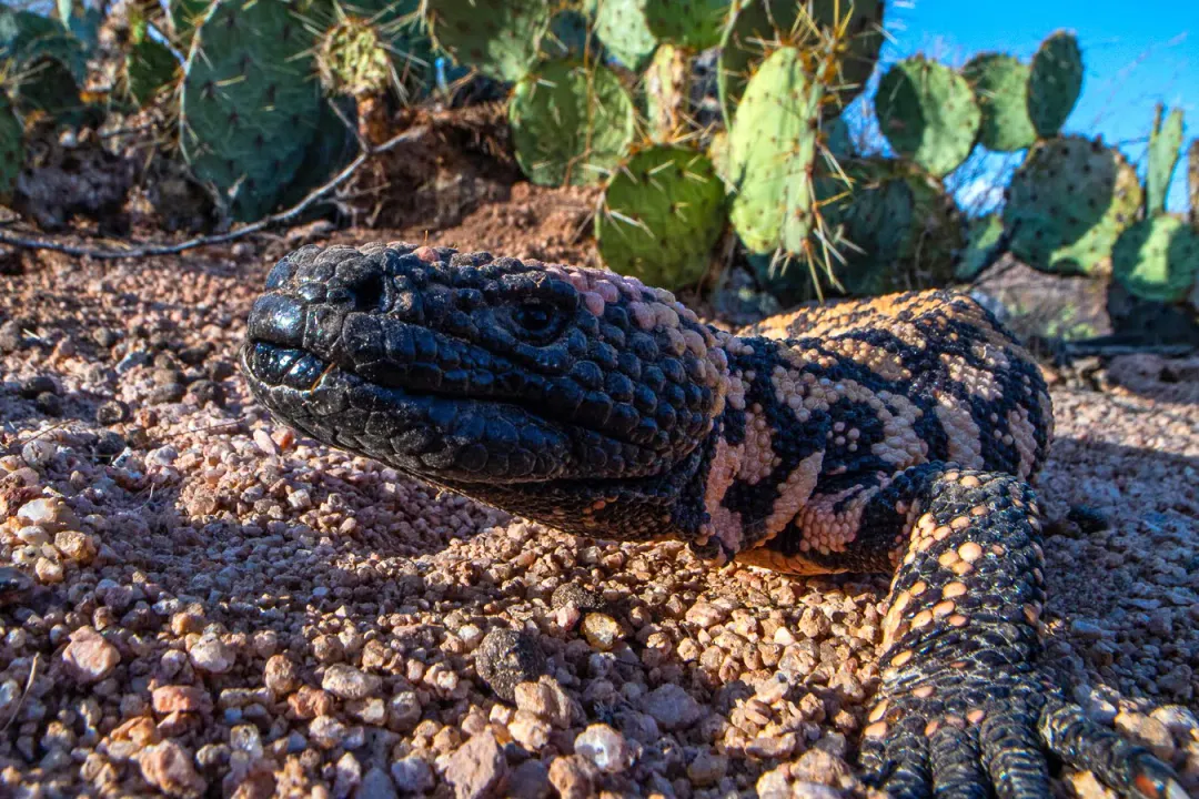 How long can a Gila monster go without food?, Months of Storage