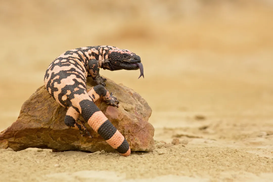 How long can a Gila monster go without food?, Environmental Link