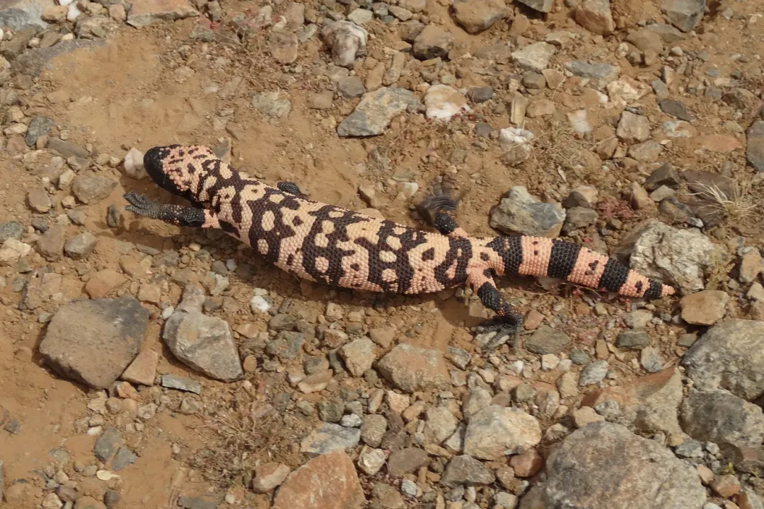 How long can a Gila monster go without food?