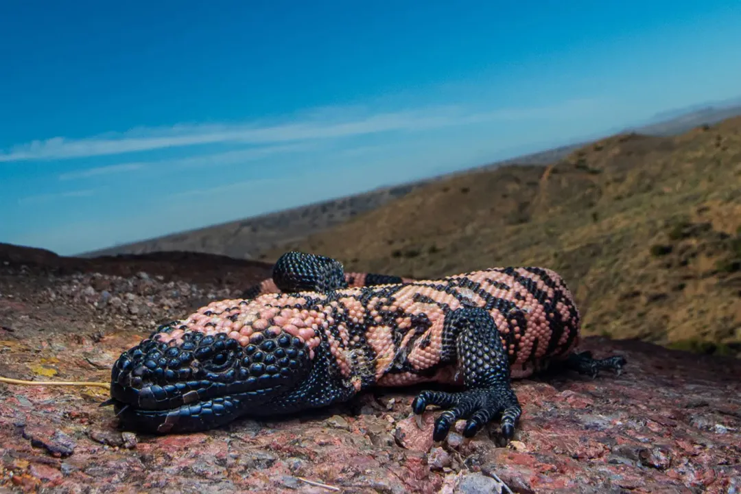 How long can a Gila monster go without food?, Metabolic Pace