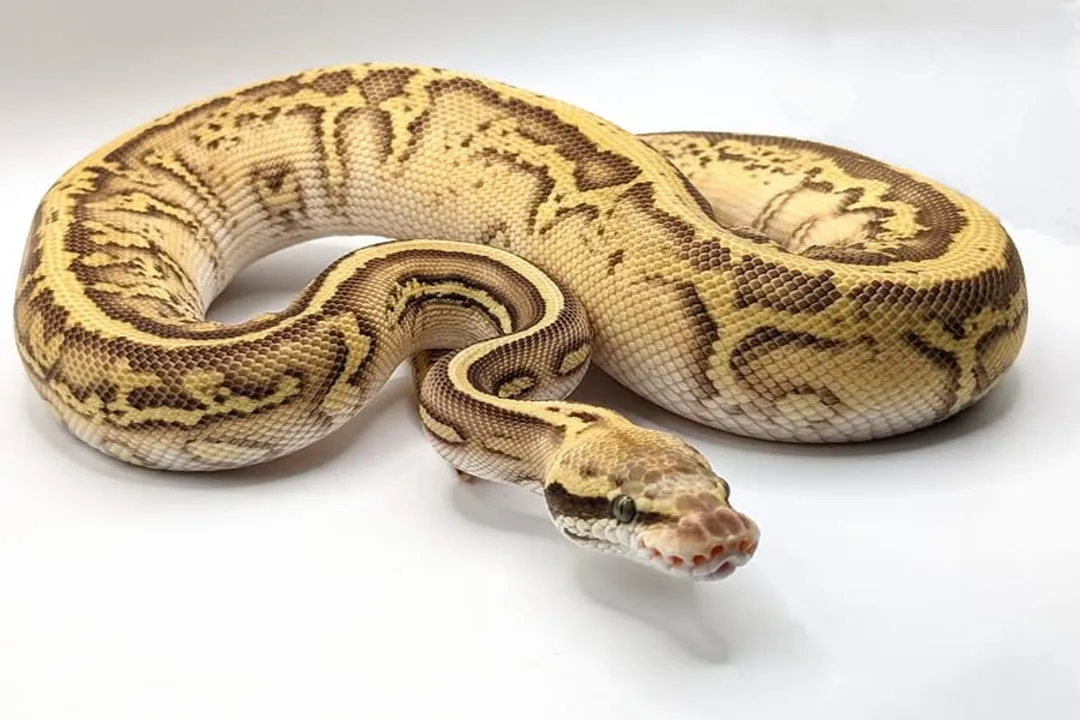 How long can a pastel ball python go without eating?, Physiological Limits
