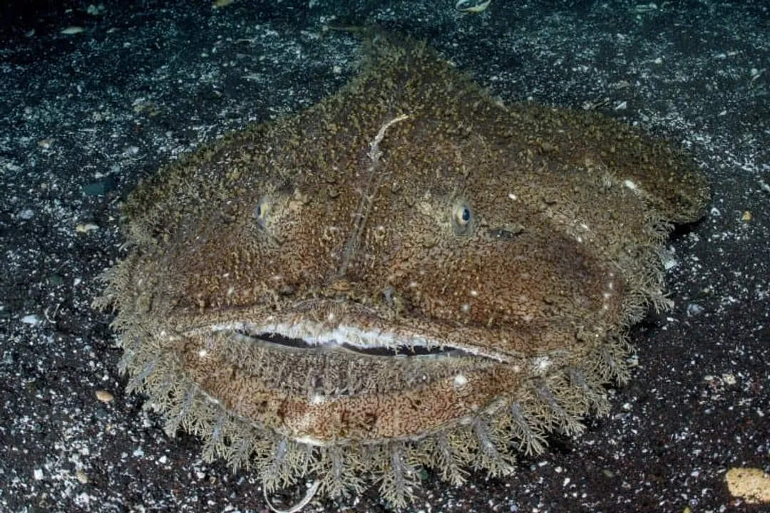 How long can an anglerfish live?, Parasitic Existence