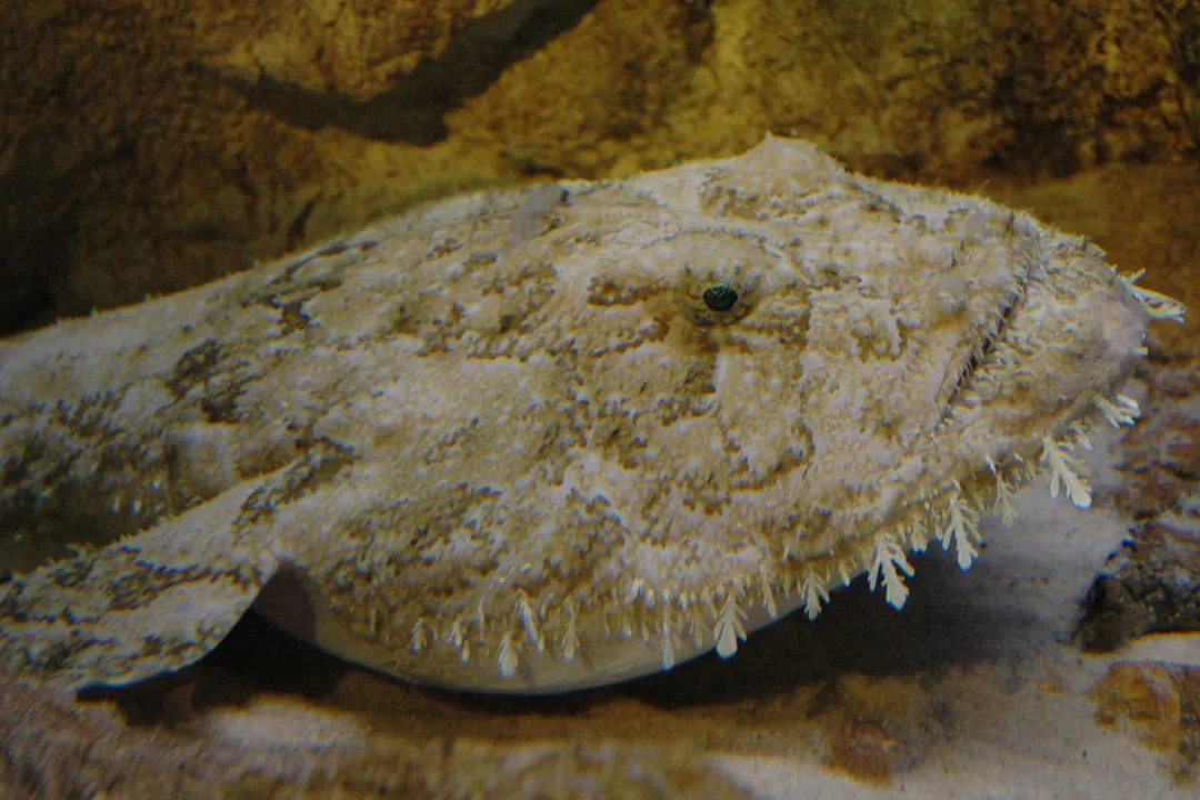 How long can an anglerfish live?, Environmental Pressures