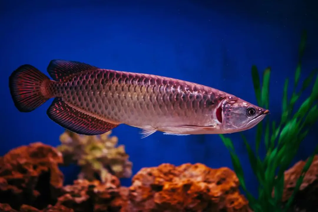 How long can Arowana stay without food?