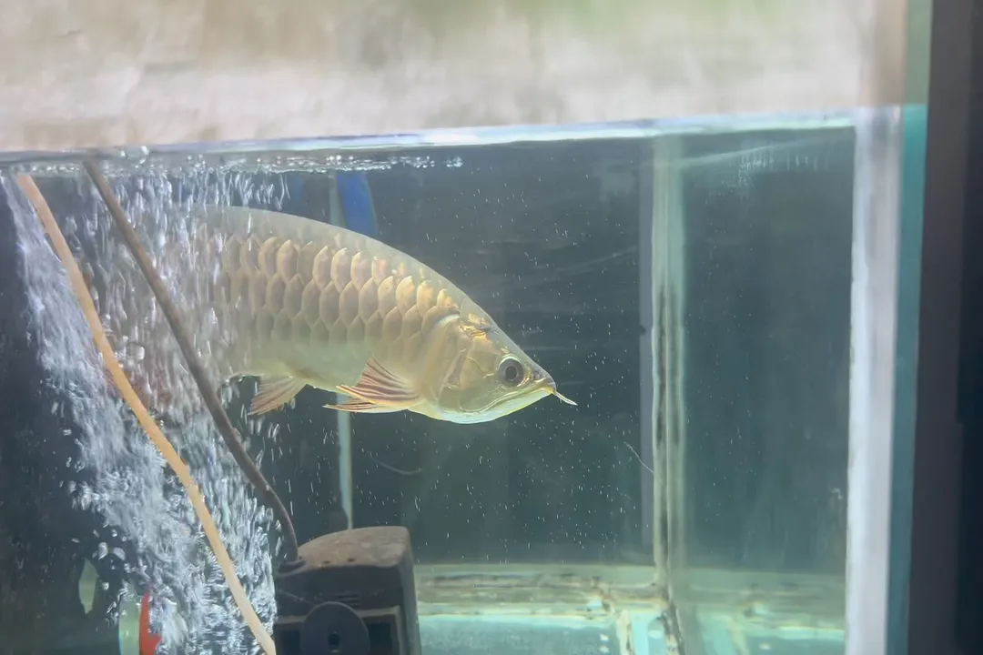 How long can Arowana stay without food?