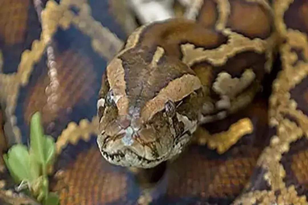 How long can children's Python go without eating?