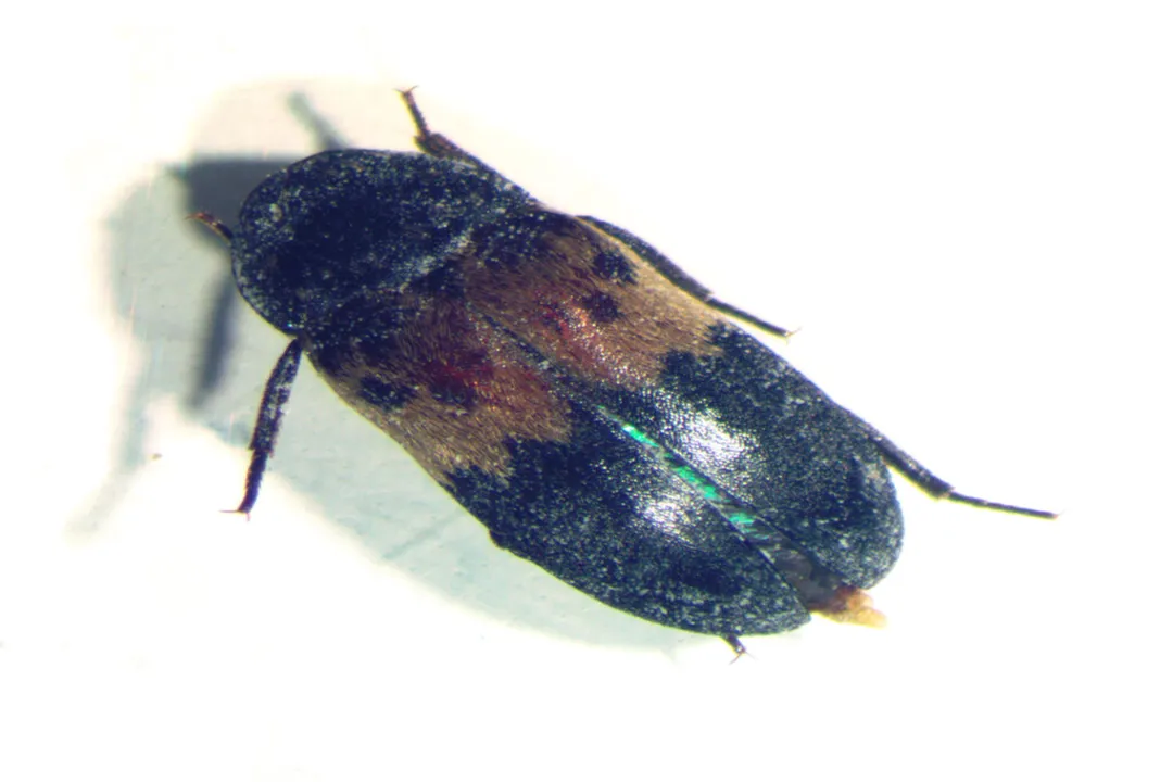 How long can larder beetles live without food?, Pest Diet