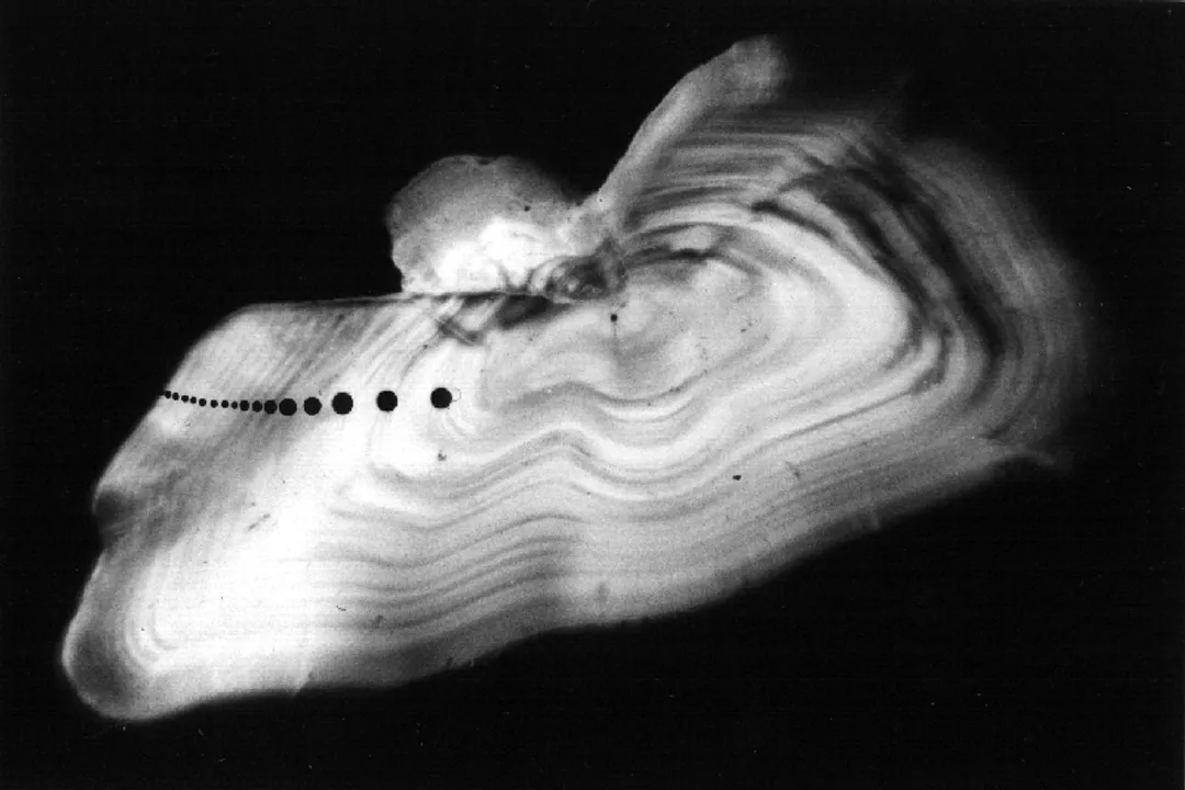 How long do Alaskan Pollock live?, Habitat Influence