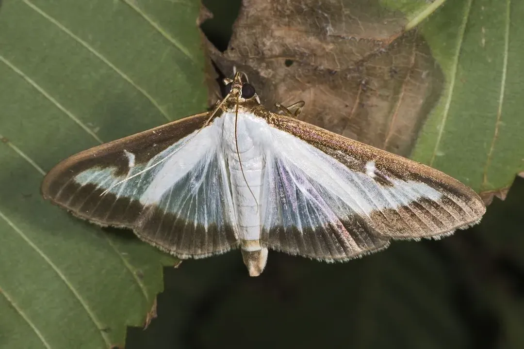 How long do boxwood moths live?, Generations Per Year