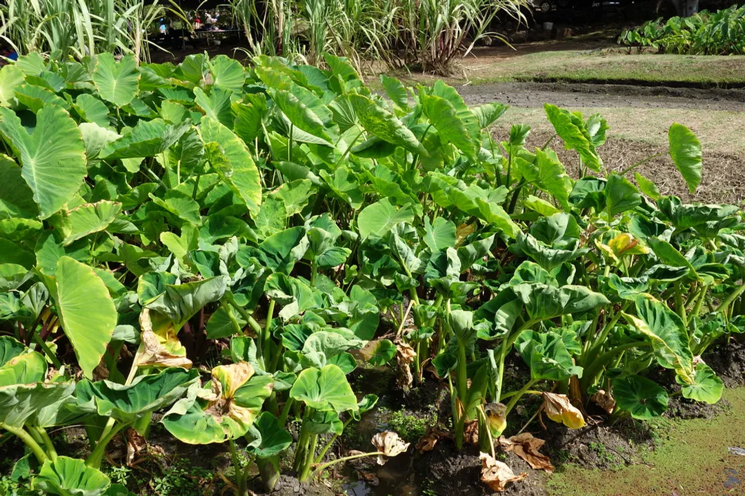 How long do chemicals stay in soil?, Herbicide Timelines