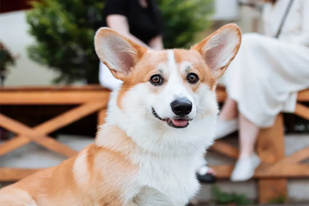 How long do corgipoos live?, Maximizing Lifespan
