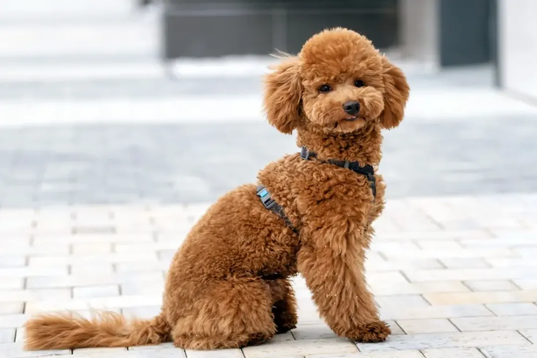 How long do corgipoos live?, Longevity Factors