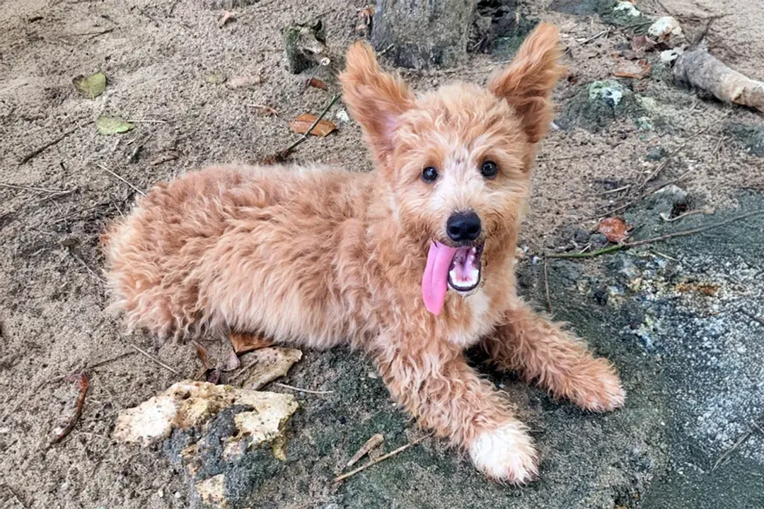 How long do corgipoos live?, Longevity Factors