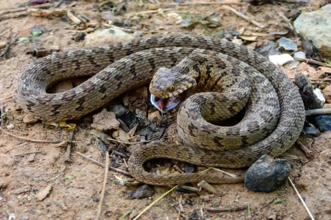 How long do egg-eating snakes live?, Years Expected