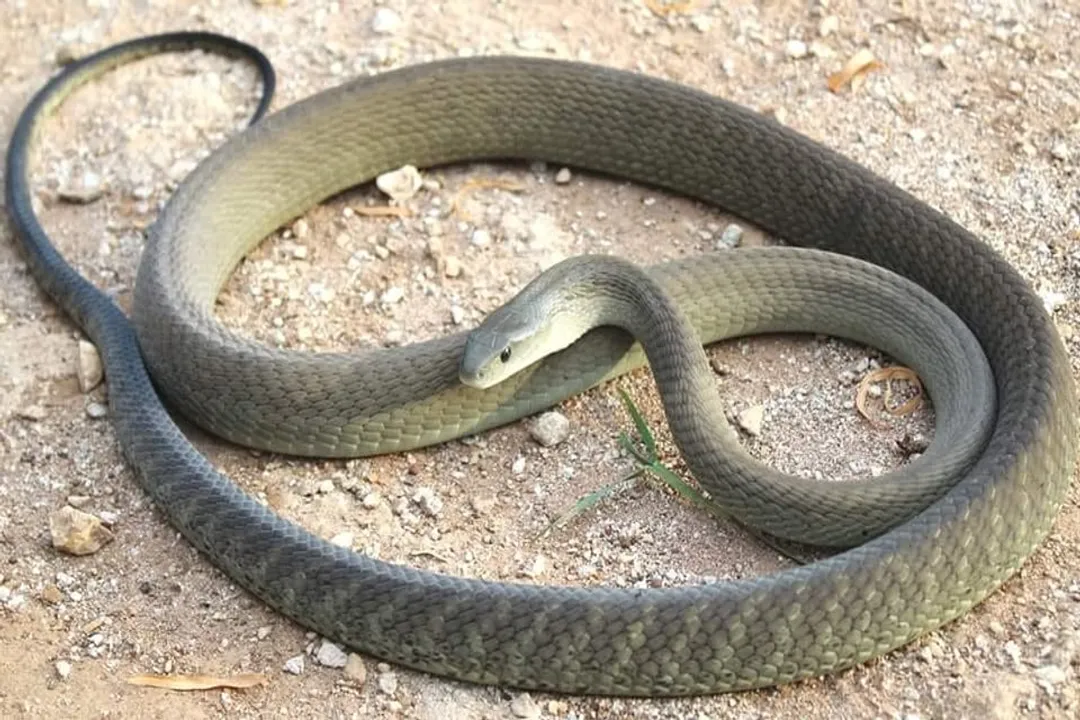 How long do egg-eating snakes live?, Housing Needs