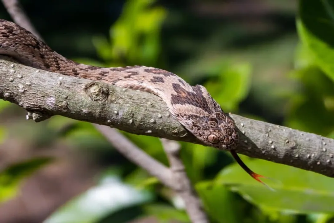 How long do egg-eating snakes live?, Species Variation