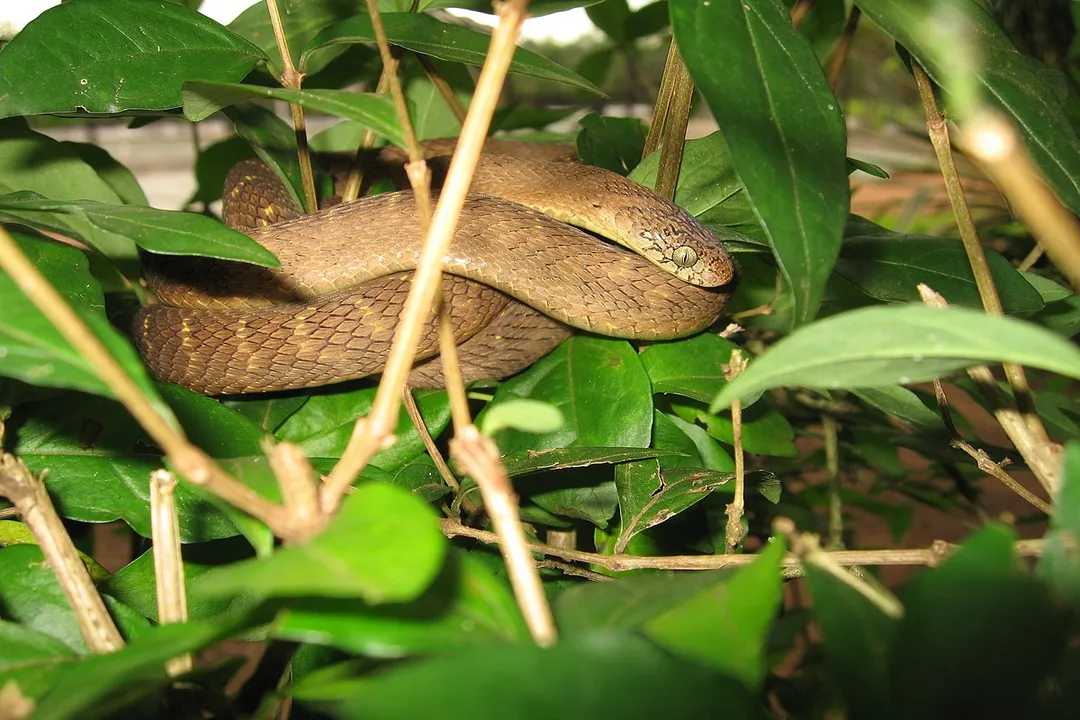 How long do egg-eating snakes live?