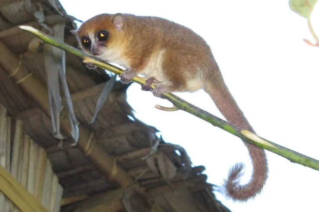 How long do grey mouse lemurs live?, Wild Survival