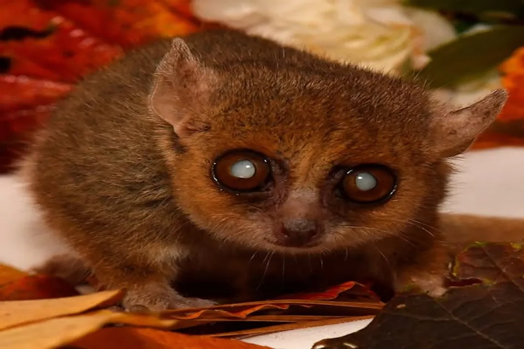 How long do grey mouse lemurs live?, Research Context