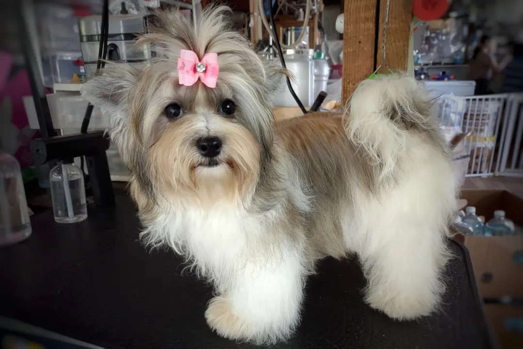 How long do Havamalts live?, Parent Lifespans