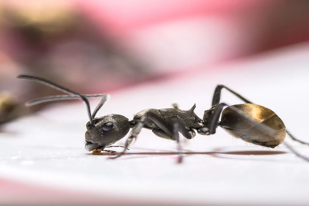 How long do insects live?, Fleeting Moments